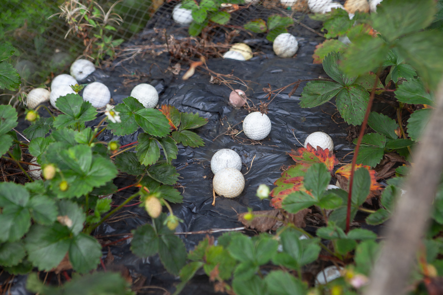 From the project 'A Family Home', documenting my Grandad's house. Photograph of strawberry plants growing in a vegetable patch, with an area of ground in the centre covered with black plastic, with a number of worn old white golfballs strewn across.