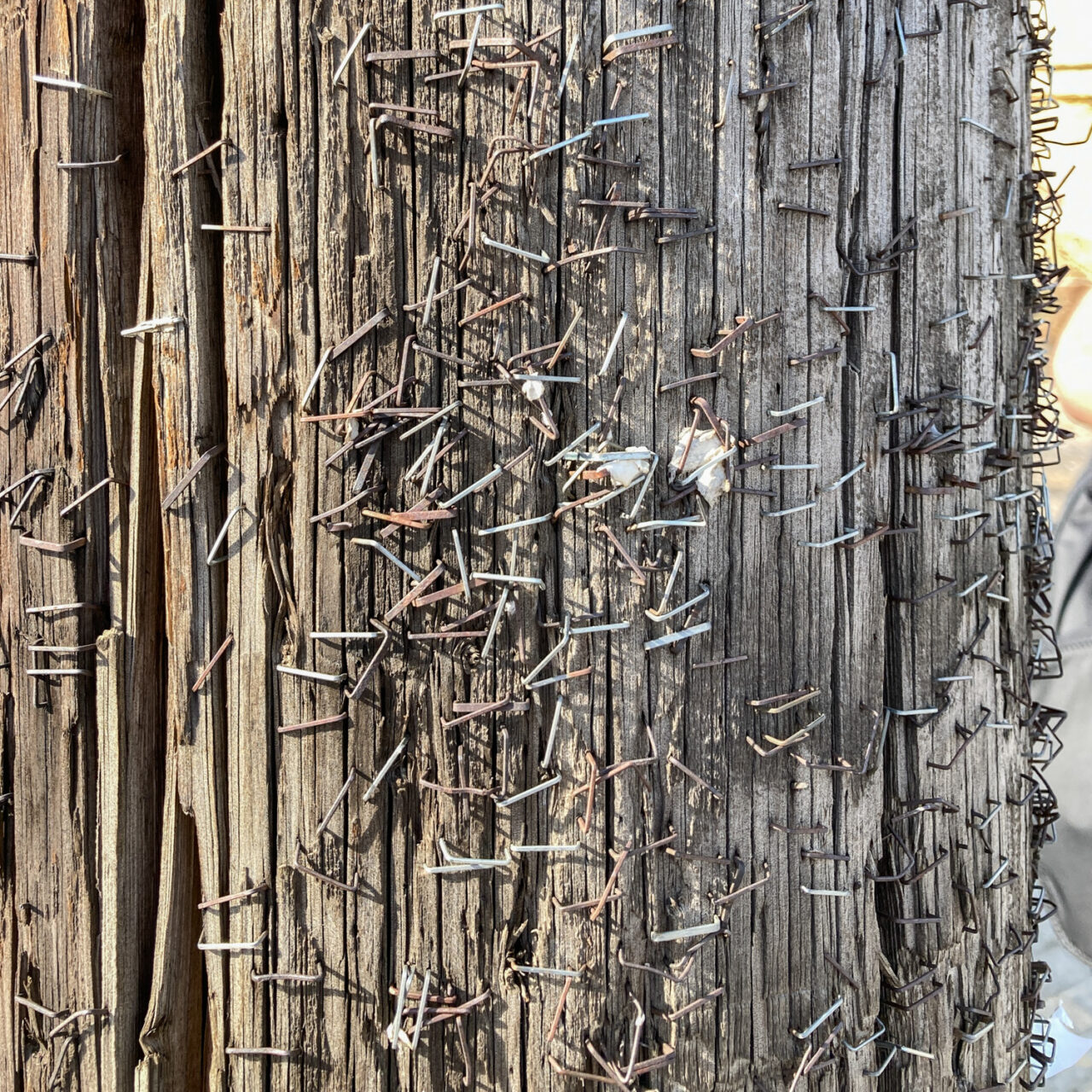 Tripoli, Greece. Photograph of hundreds of staples on a wooden telegraph pole.