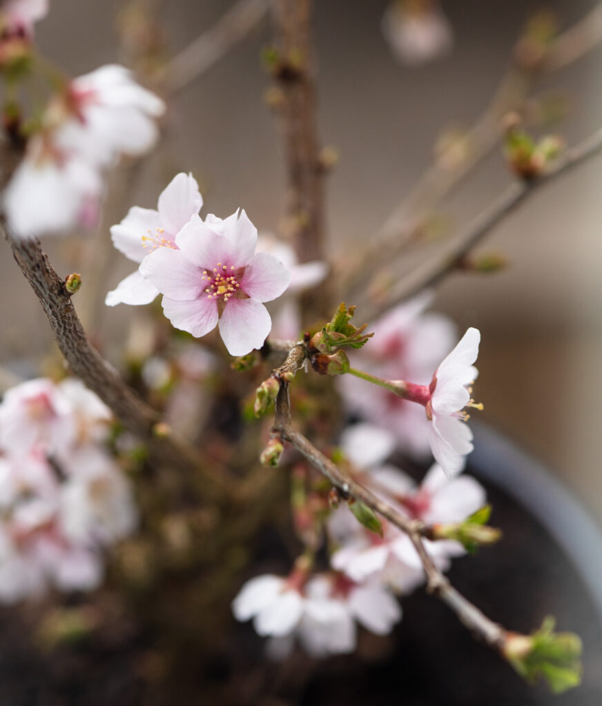 Photograph of a small cherry blossom tree, focussed on one flower in the centre left, looking slighly down with other blooms and branches out of focus behind.