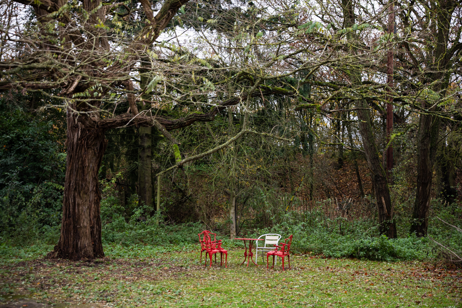 Photograph of 3 red and one plain metal chairs around a red metal table on grass under a large tree, with other trees and plants behind and fallen leaves below.